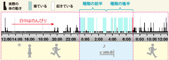 【グラフ】優秀な睡眠パターン