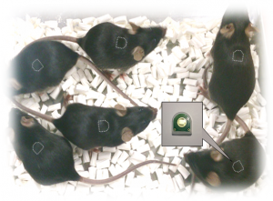 image_nanotag